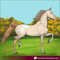 Horse Color:Red Dun Tobiano Appaloosa 