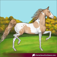 Horse Color:Chestnut Splash Tobiano Appaloosa 