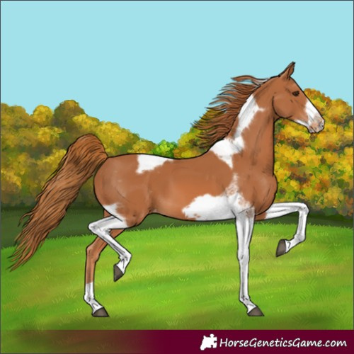 Horse Color:Chestnut Tobiano Frame Varnish