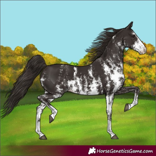 Horse Color:Liver Chestnut Sabino 