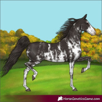 Horse Color:Liver Chestnut Sabino