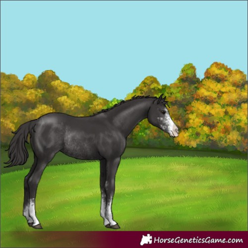 Horse Color:Smoky Black Sabino Rabicano