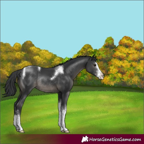Horse Color:Black Sabino Tobiano Rabicano