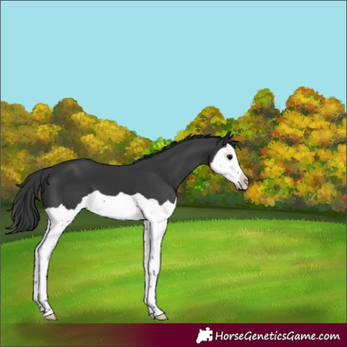 Horse Color:Black Splash