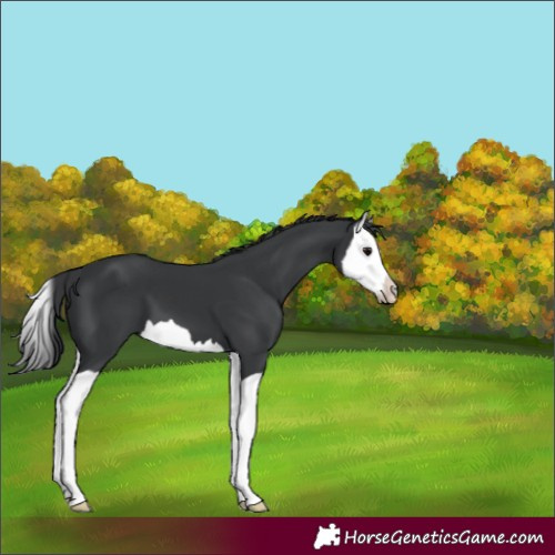 Horse Color:Black Splash