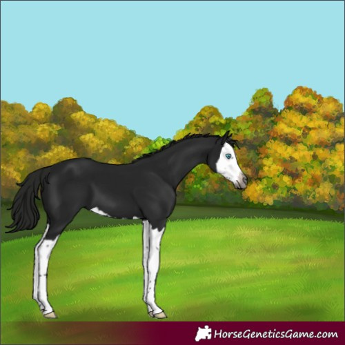 Horse Color:Gray Black Splash