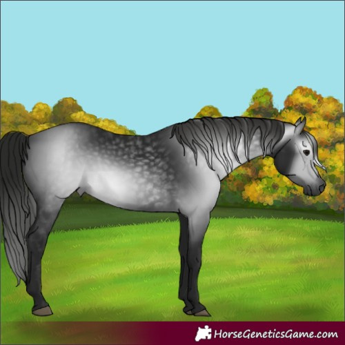 Horse Color:Gray Black 