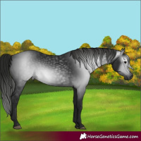 Horse Color:Gray Black 