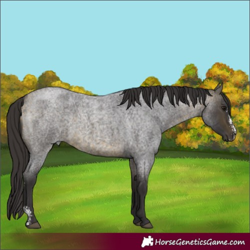 Horse Color:Unknown 