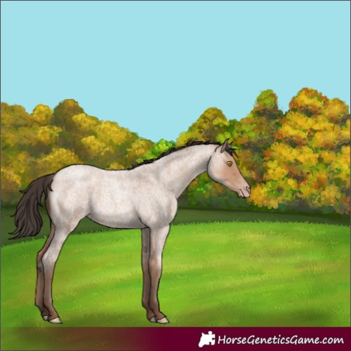 Horse Color:Unknown 