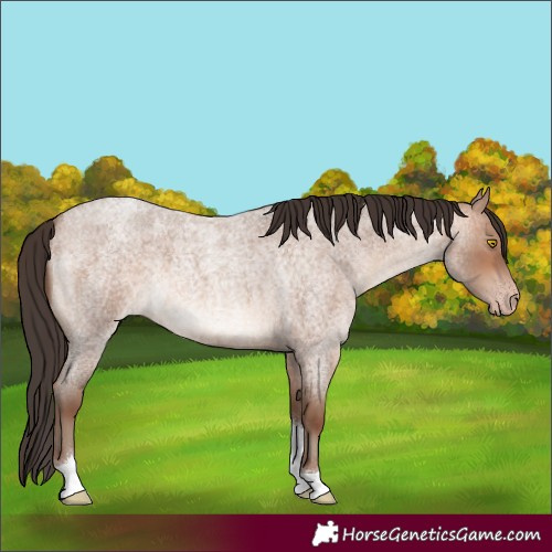 Horse Color:Unknown 