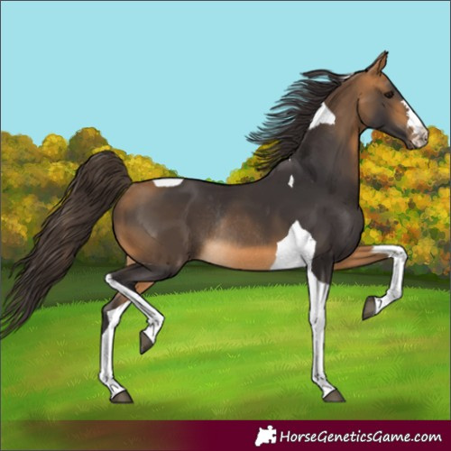 Horse Color:Buckskin Tobiano Rabicano