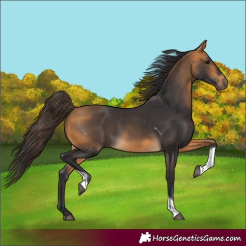 Horse Color:Buckskin Tobiano