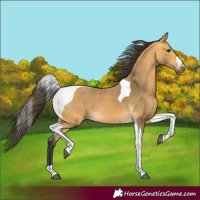 Horse Color:Buckskin Tobiano