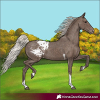 Horse Color:Silver Black Tobiano Appaloosa