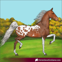 Horse Color:Silver Bay Tobiano Blanket