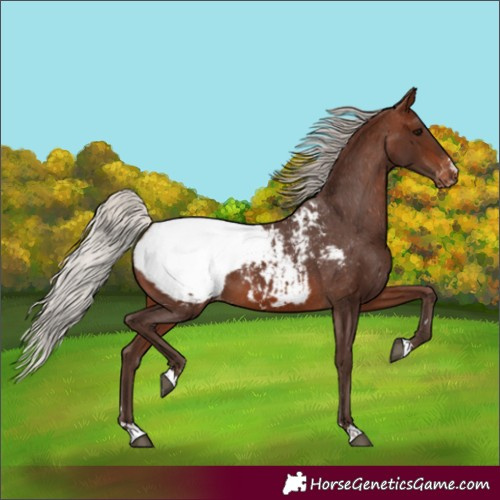 Horse Color:Silver Brown Appaloosa