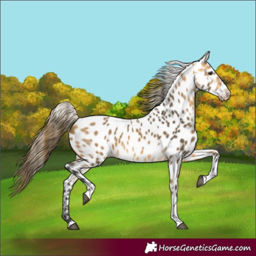 Horse Color:Buckskin Tobiano Appaloosa 