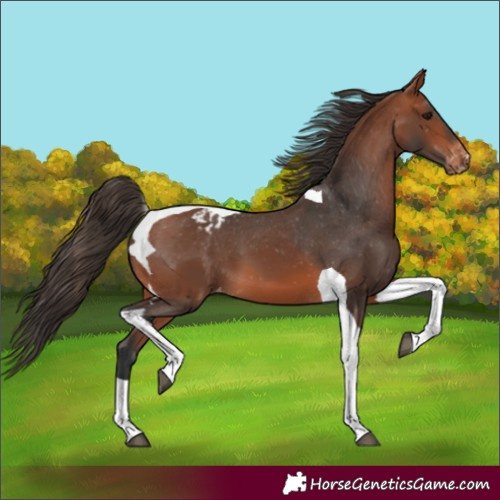 Horse Color:Bay Tobiano Appaloosa 