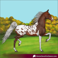 Horse Color:Silver Bay Tobiano Blanket 