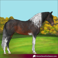 Horse Color:Brown Tobiano Appaloosa 