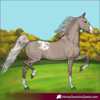 Horse Color:Silver Grullo Blanket Rabicano