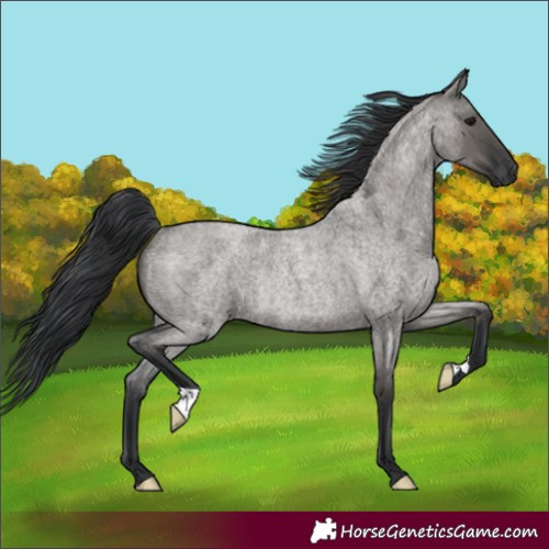 Horse Color:Grullo Roan Rabicano