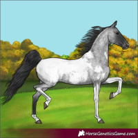 Horse Color:Blue Roan Tobiano Snowcap 