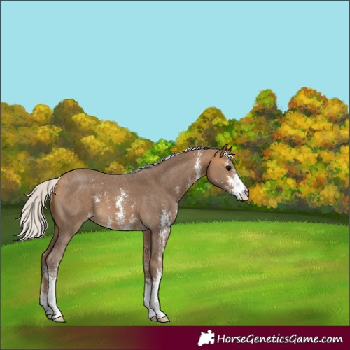 Horse Color:Silver Buckskin Sabino 