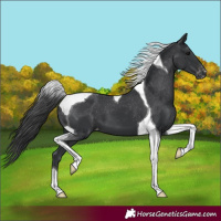 Horse Color:Black Tobiano Varnish