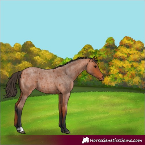 Horse Color:Bay Roan 