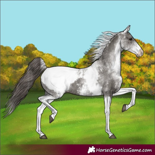 Horse Color:White Spotted Grullo Tobiano Appaloosa 