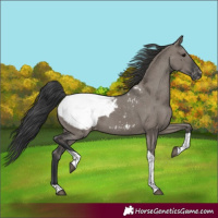 Horse Color:Grullo Tobiano Snowcap 