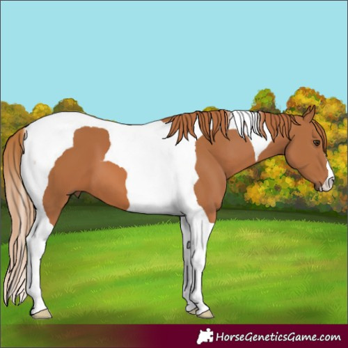 Horse Color:Chestnut Tobiano
