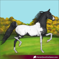 Horse Color:Black Tobiano Snowcap