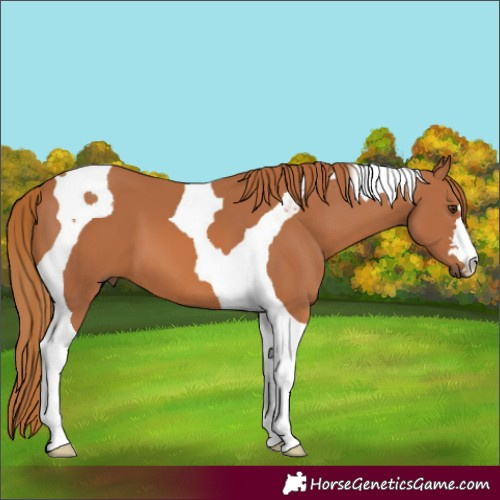 Horse Color:Chestnut Tobiano 
