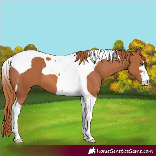 Horse Color:Chestnut Tobiano 