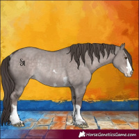Horse Color:Platinum Liver Red Dun Appaloosa Rabicano 