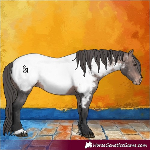 Horse Color:Platinum Bay Appaloosa 