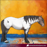 Horse Color:Platinum Bay Appaloosa 