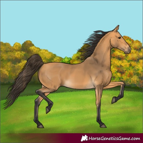 Horse Color:Buckskin 