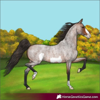 Horse Color:Bay Roan Frame 