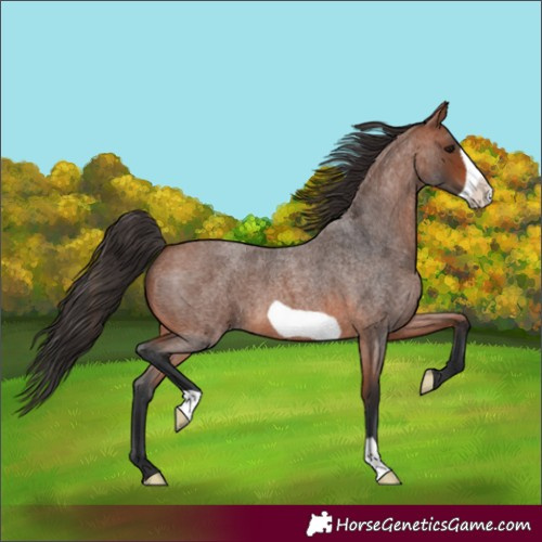 Horse Color:Bay Roan Frame