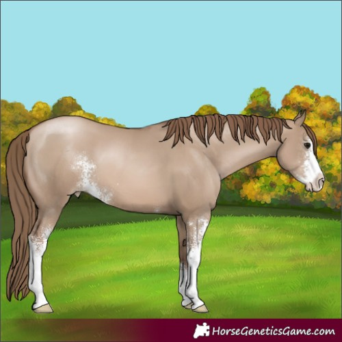 Horse Color:Grullo Pearl Sabino 