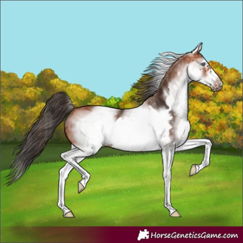 Horse Color:White Spotted Bay Frame 