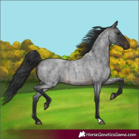 Horse Color:Brown Roan 