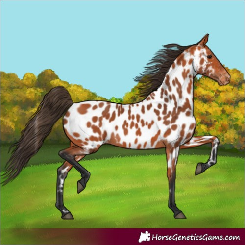 Horse Color:Bay Appaloosa 
