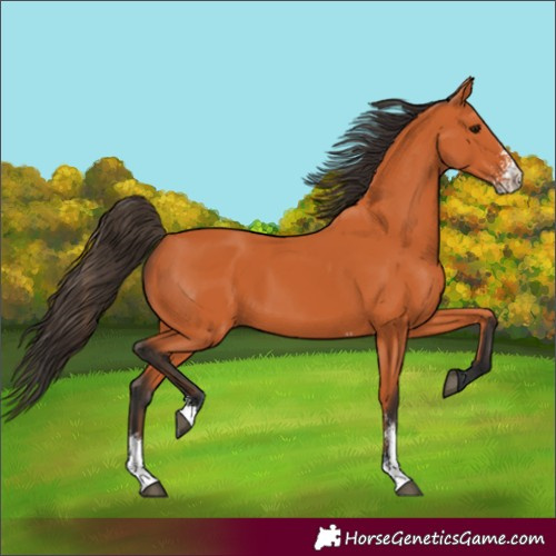 Horse Color:Bay Sabino