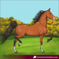Horse Color:Bay Sabino 