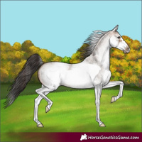 Horse Color:White Spotted Bay Roan Dun Frame